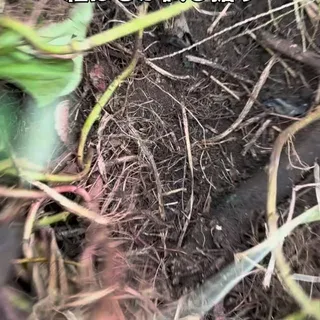 さつまいものため絞り なんか怪しいw