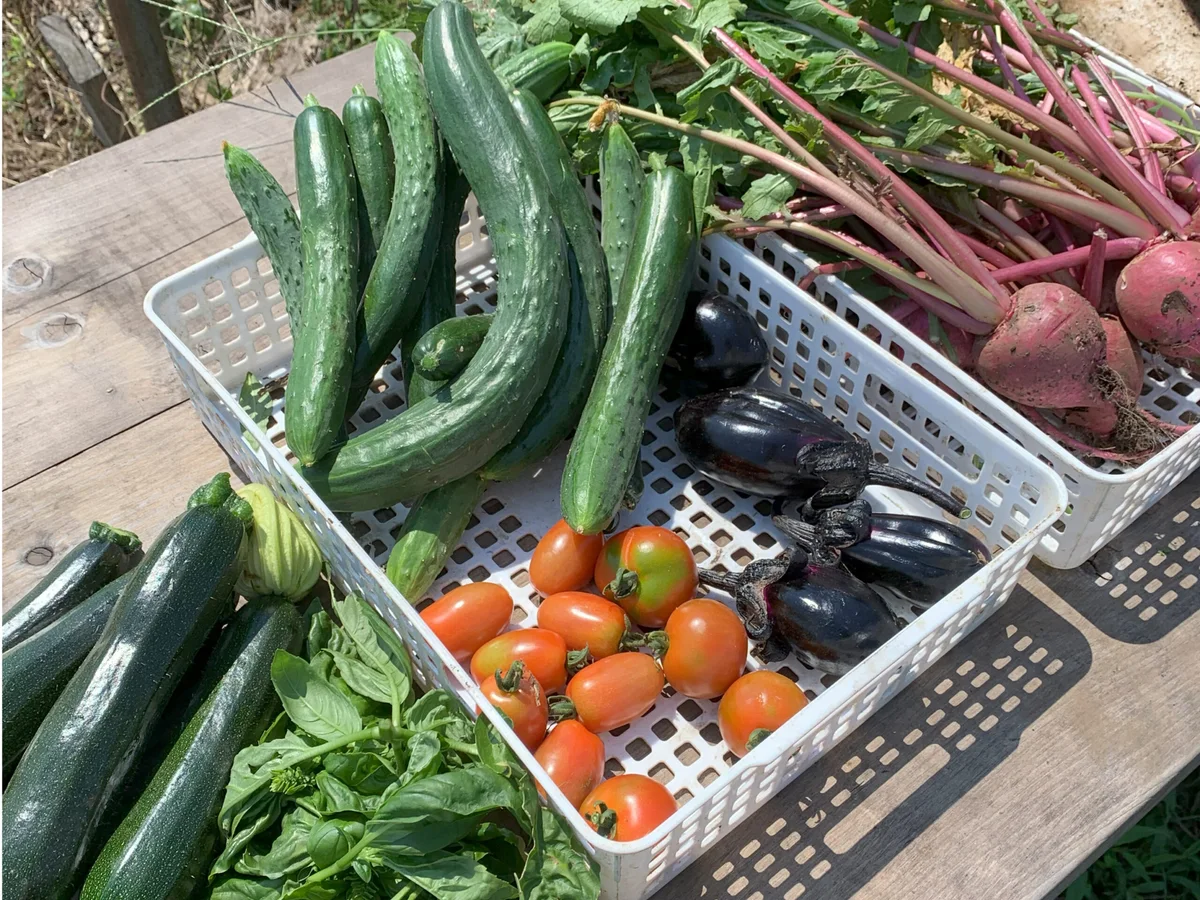 その日に穫れた野菜 — Sofarm 農園